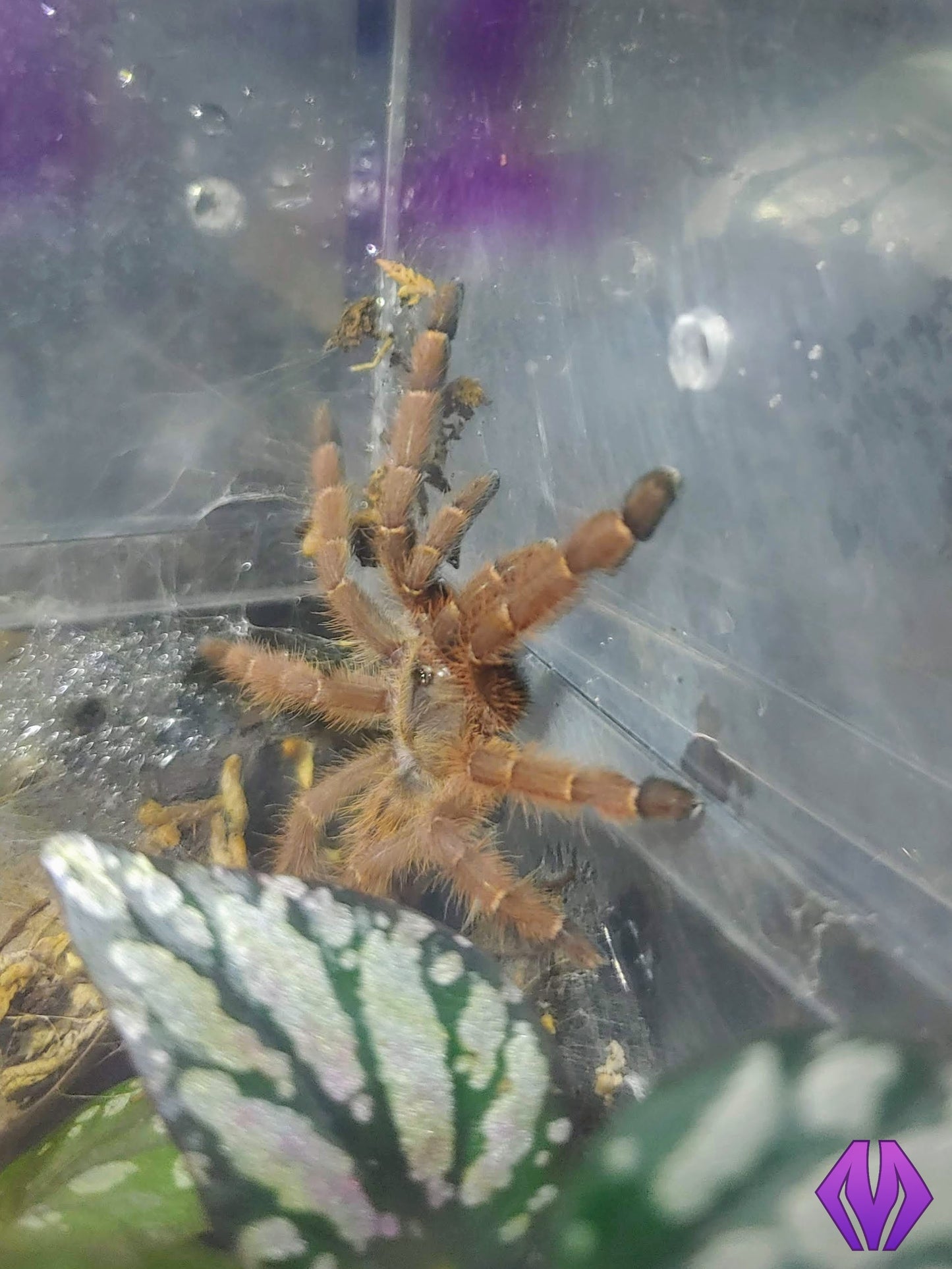 Phormingochilus sp. "rufus" ¾"