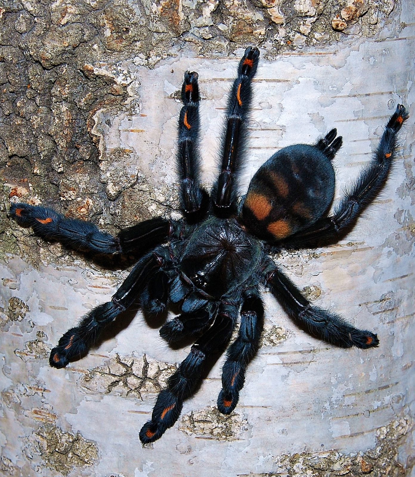 Psalmopoeus irminia ¾"+