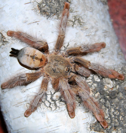 Psalmopoeus pulcher ¾"+