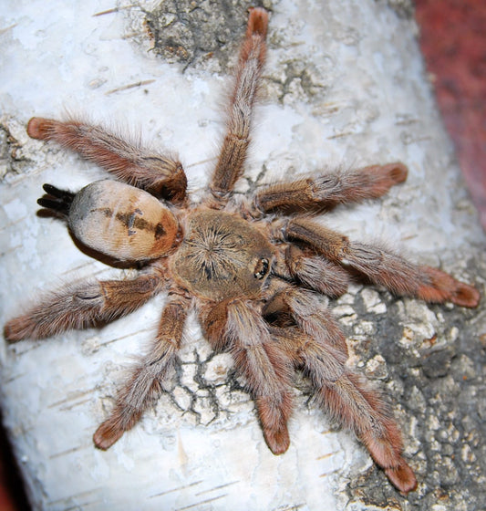 Psalmopoeus pulcher ¾"+