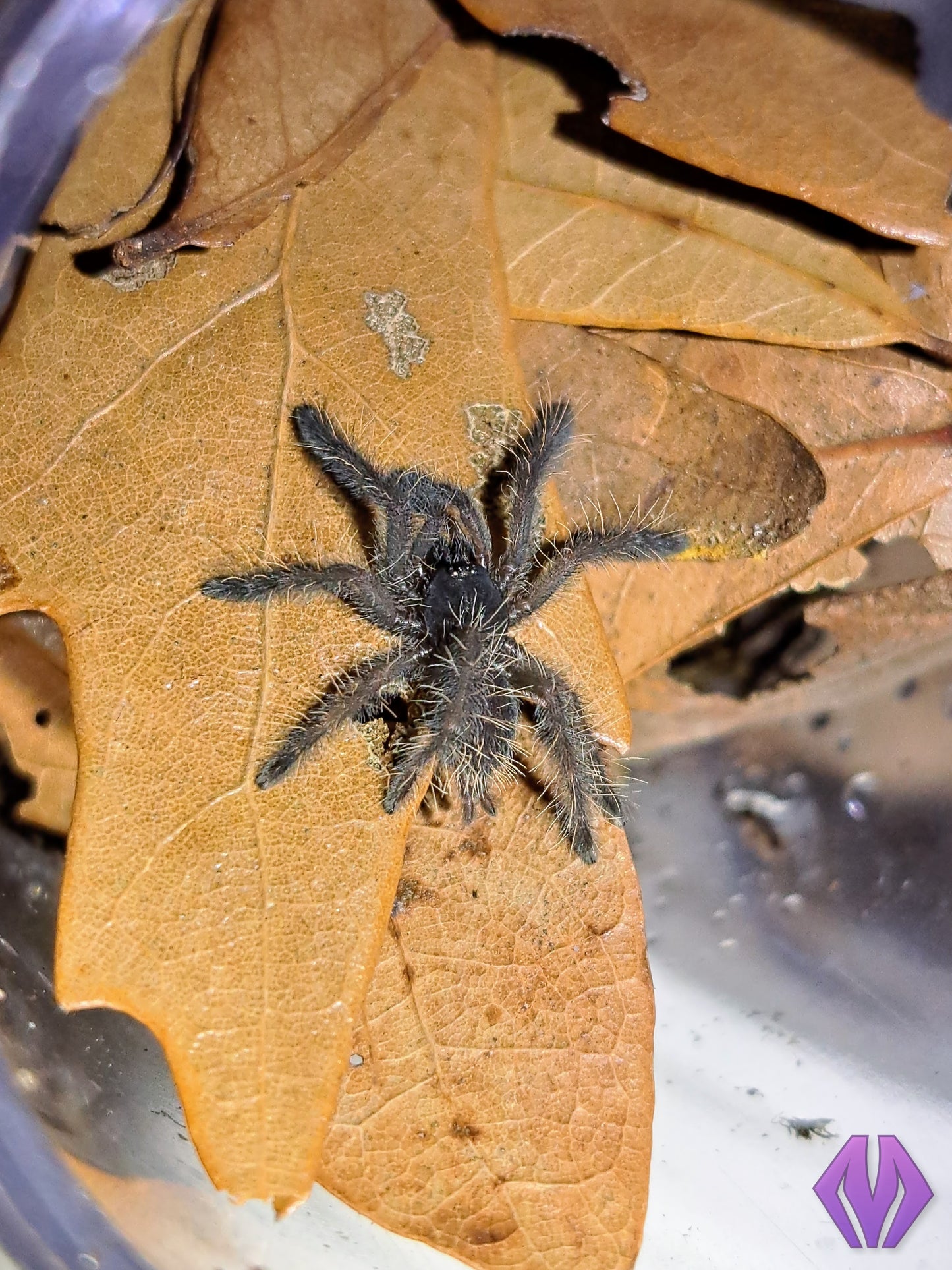 Phormingochilus sp. "rufus" ¾"