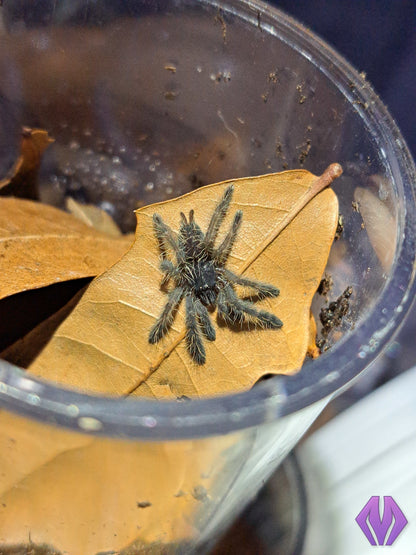 Aspinochilus rufus ½-¾" **READY TO SHIP WEEK OF 4/13**