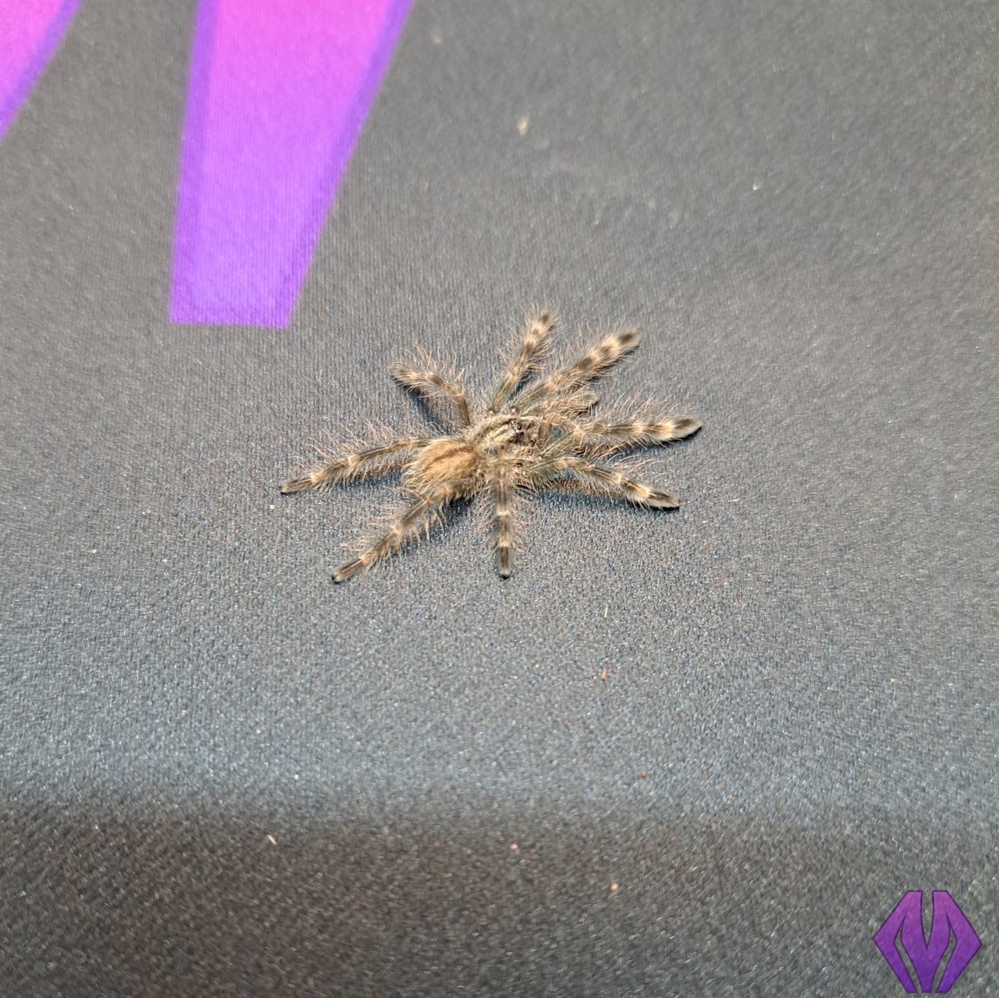 Poecilotheria subfusca 'lowland' ¾"+ (TN sales only)