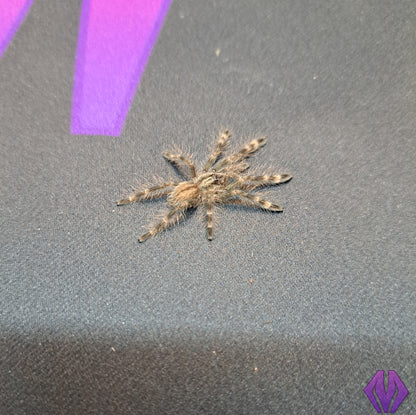 Poecilotheria subfusca 'lowland' ¾"+ (TN sales only)