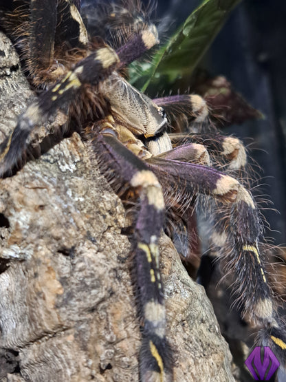 Poecilotheria subfusca 'lowland' ¾"+ (TN sales only)