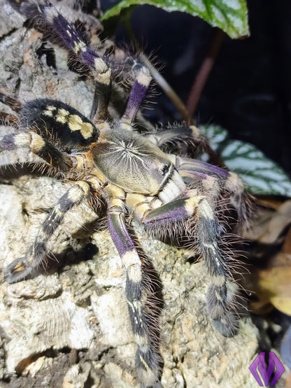 Poecilotheria subfusca 'lowland' ¾"+ (TN sales only)