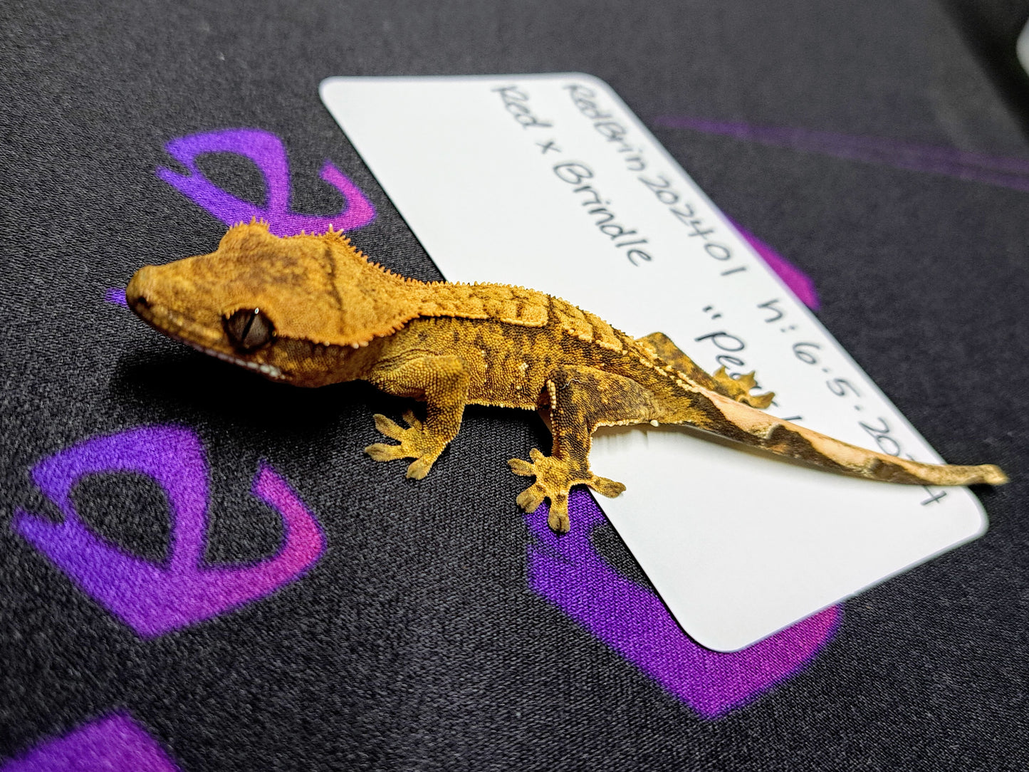 crested gecko "Peach"