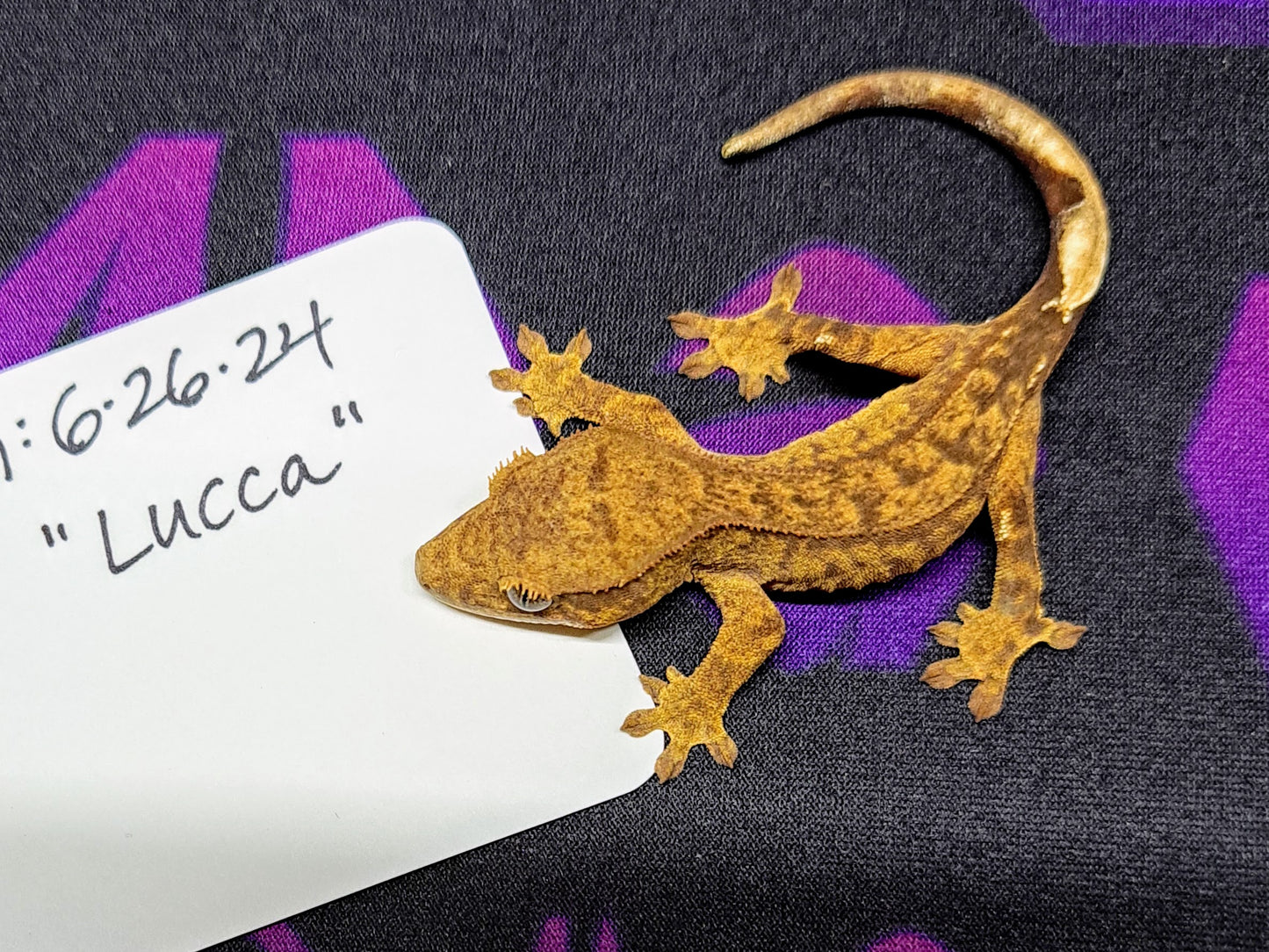 crested gecko "Lucca"