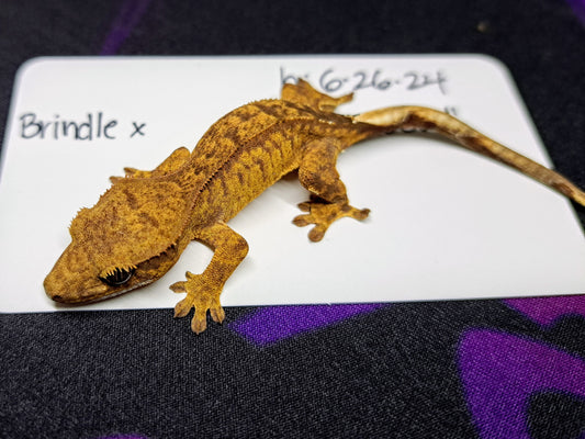 crested gecko "Lucca"