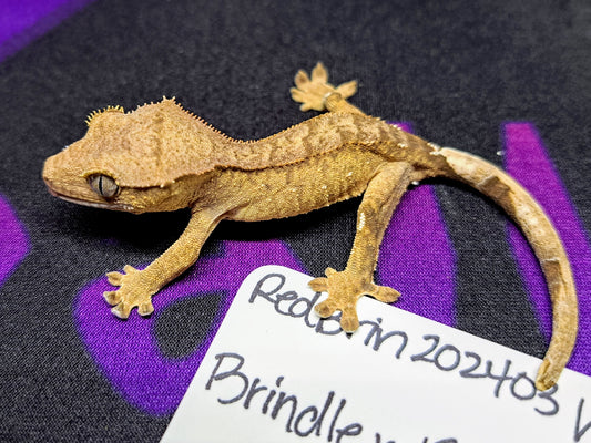 crested gecko "Ayla"