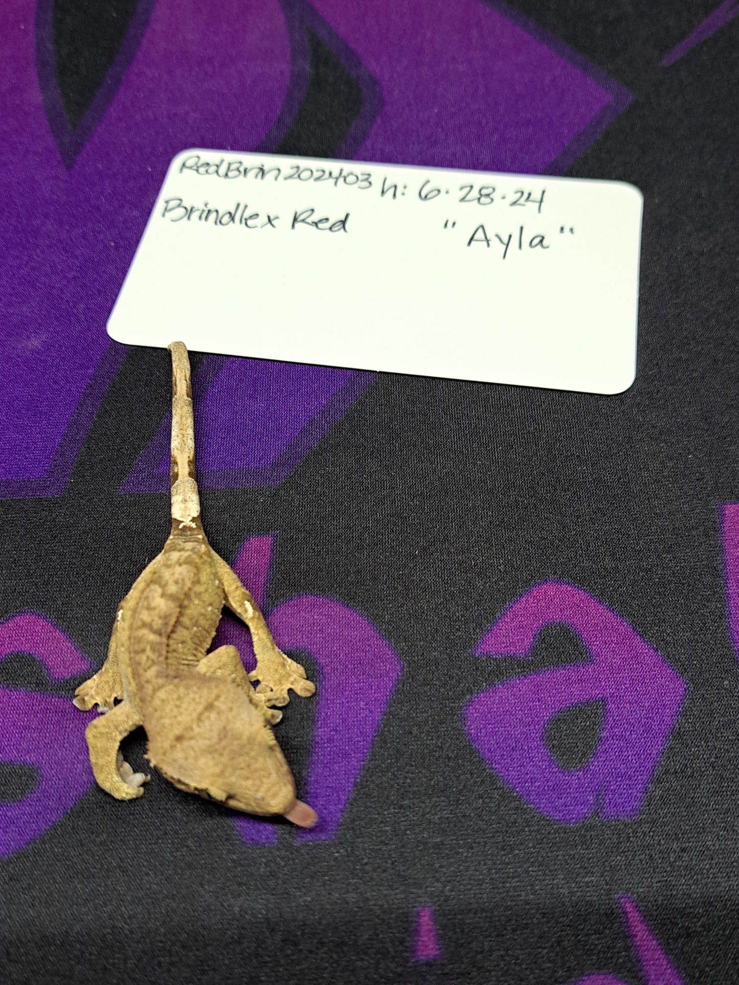 crested gecko "Ayla"