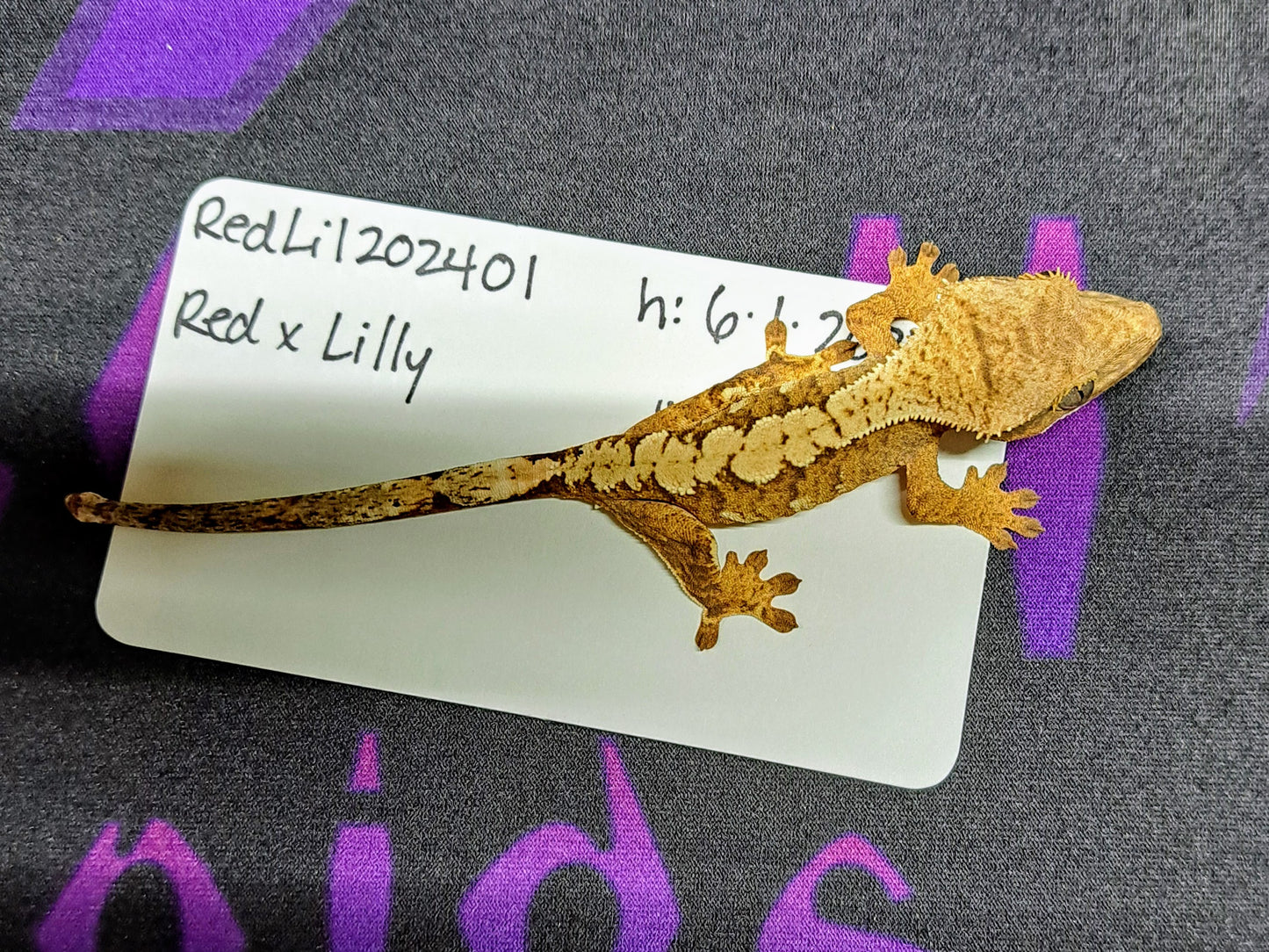 crested gecko "Drake"