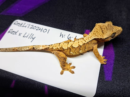 crested gecko "Drake"