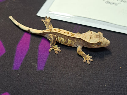 crested gecko "Goro"