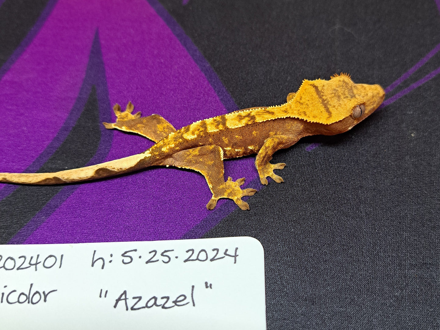 crested gecko "Azazel"