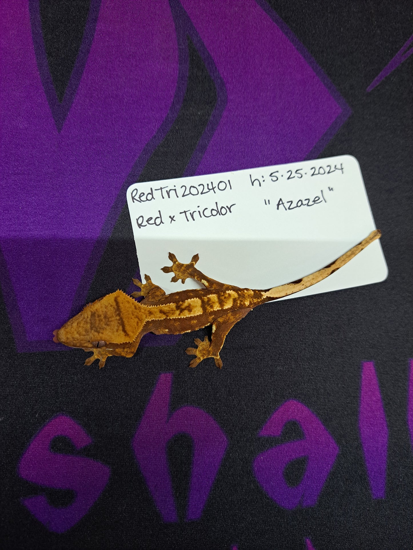 crested gecko "Azazel"