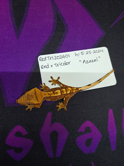 crested gecko "Azazel"