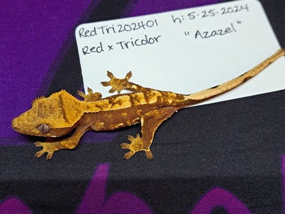 crested gecko "Azazel"