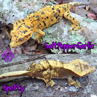 crested gecko "Fenix" dalmatian