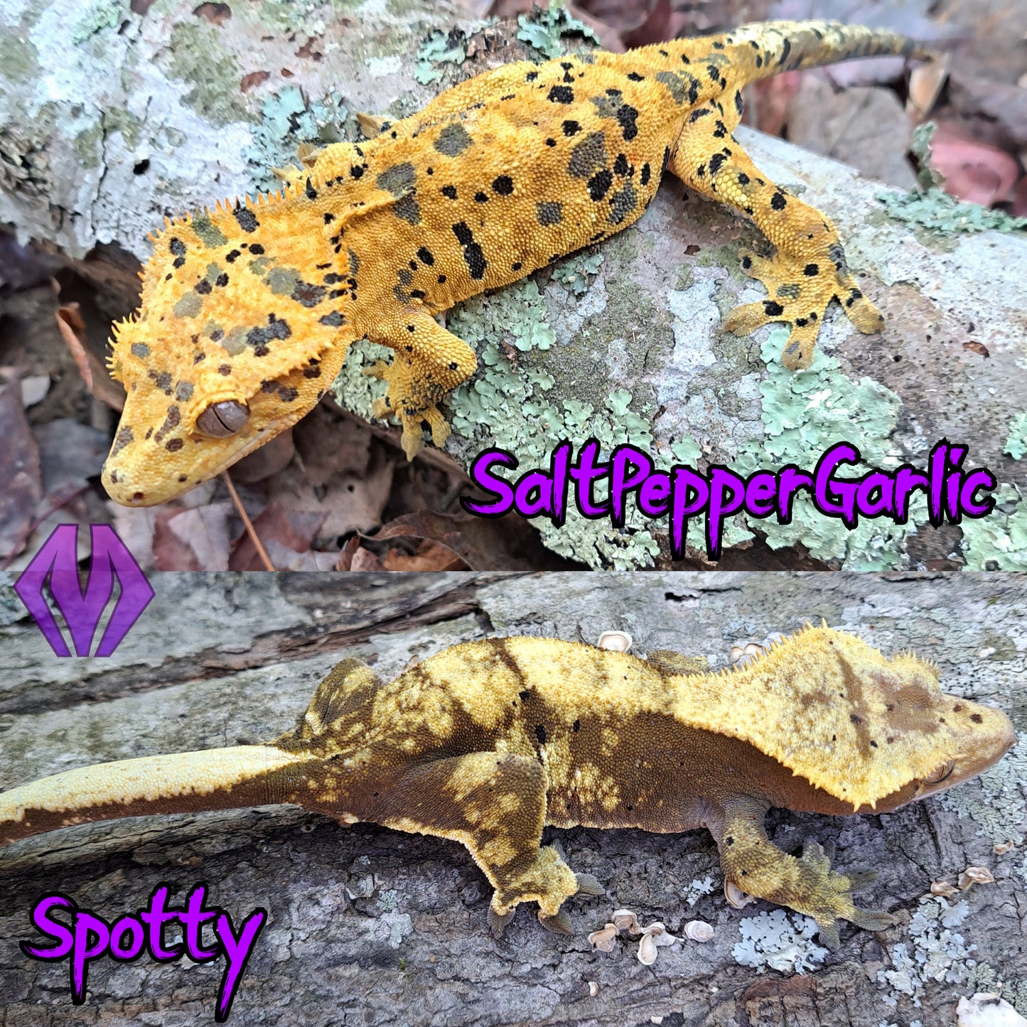 crested gecko "Kerrigan" dalmatian