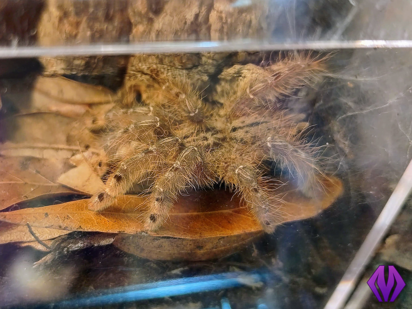 Stromatopelma calceatum ½-¾" WHOLESALE