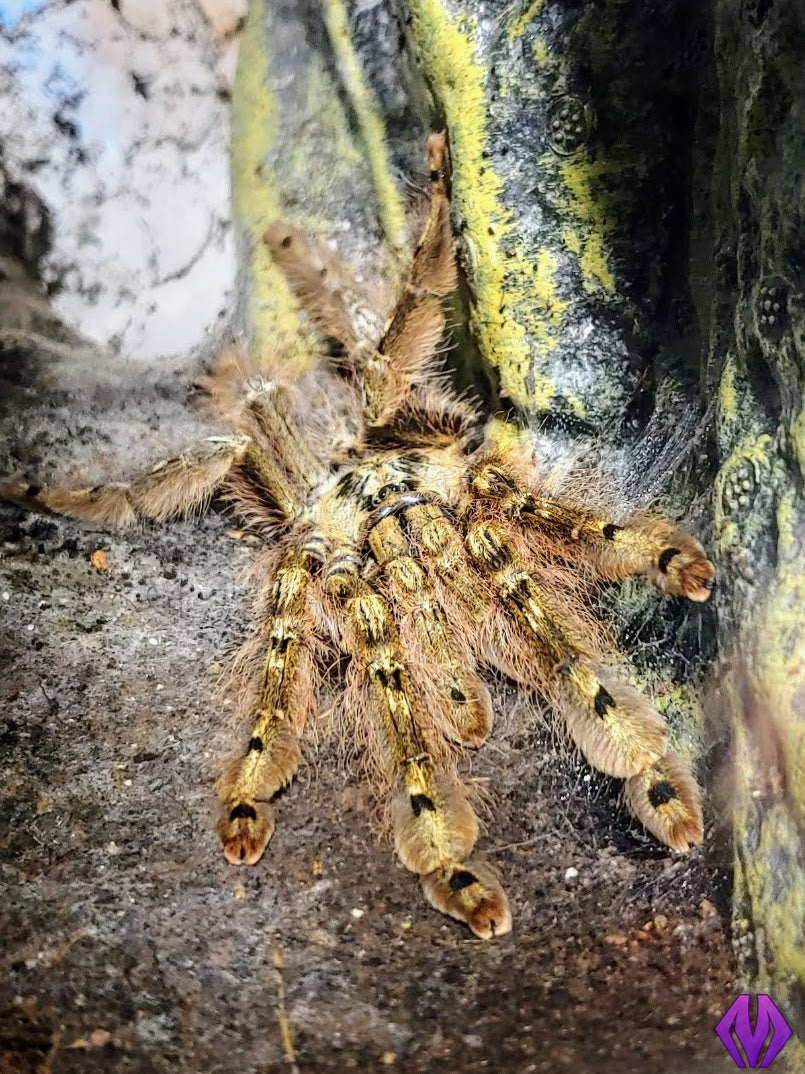 Stromatopelma calceatum ½-¾" WHOLESALE