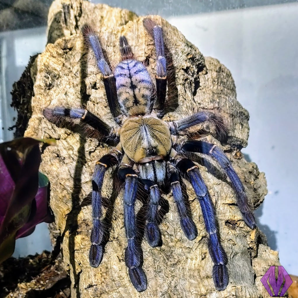 Phormingochilus sp. "Sabah Blue" 1"