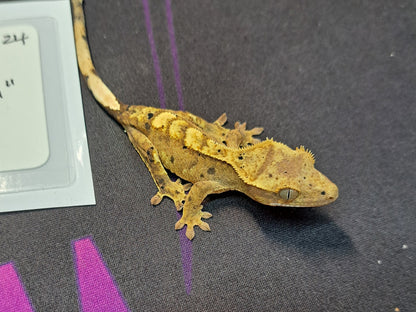 crested gecko "Kerrigan" dalmatian