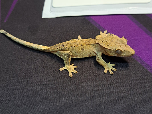 crested gecko "Fenix" dalmatian