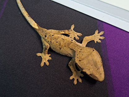 crested gecko "Fenix" dalmatian