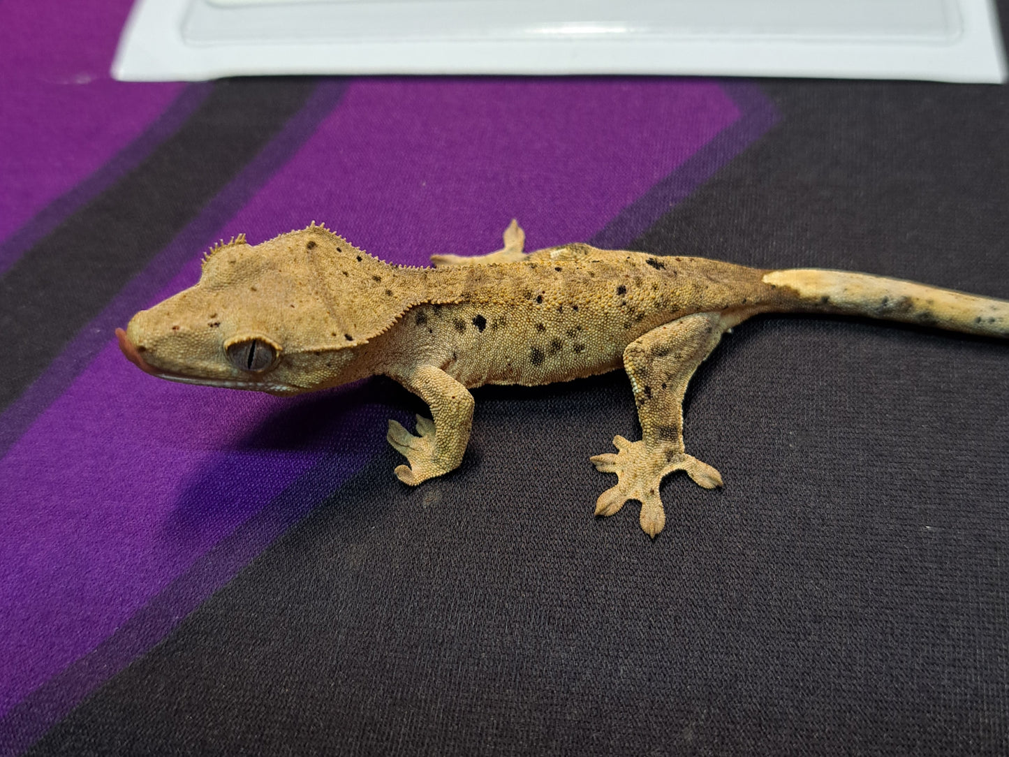 crested gecko "Fenix" dalmatian