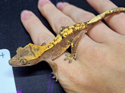 mystery crested gecko 5-pack!