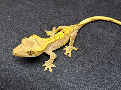 mystery crested gecko!