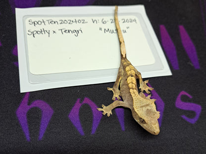 crested gecko "Mushu"