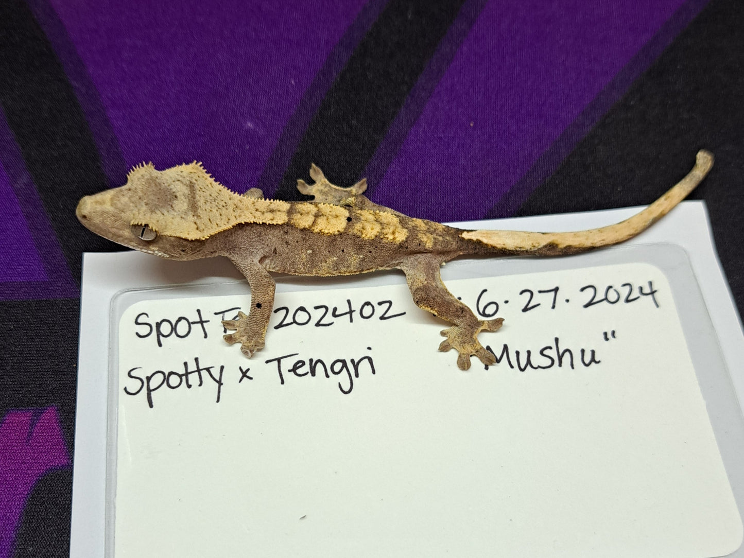 crested gecko "Mushu"