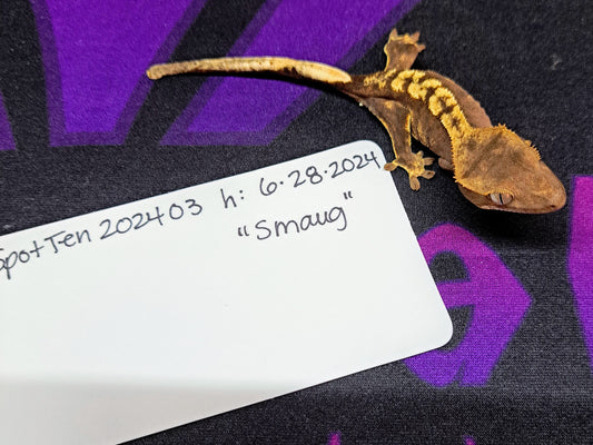 crested gecko "Smaug"