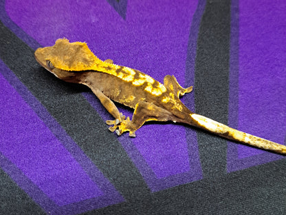 mystery crested gecko 5-pack!