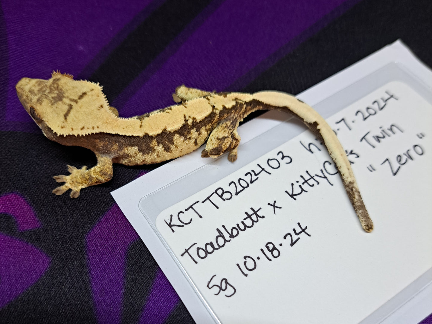 crested gecko "Zero"