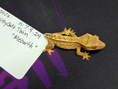 crested gecko "Meowth"