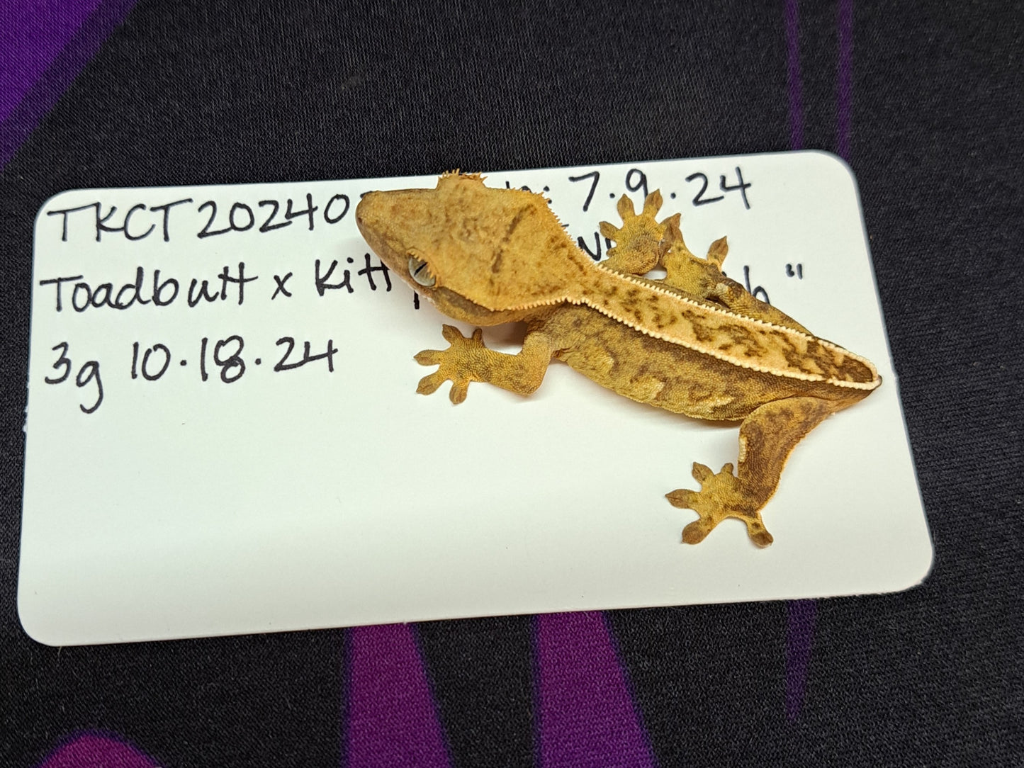 crested gecko "Meowth"