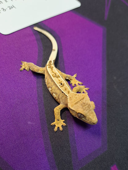 crested gecko "Holy Moley"