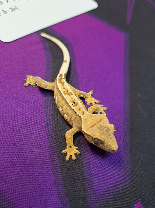 crested gecko "Holy Moley"