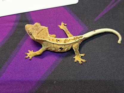 crested gecko "Holy Moley"