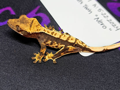 crested gecko "Nero"