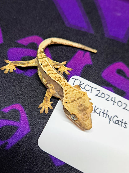 crested gecko "Arthur"