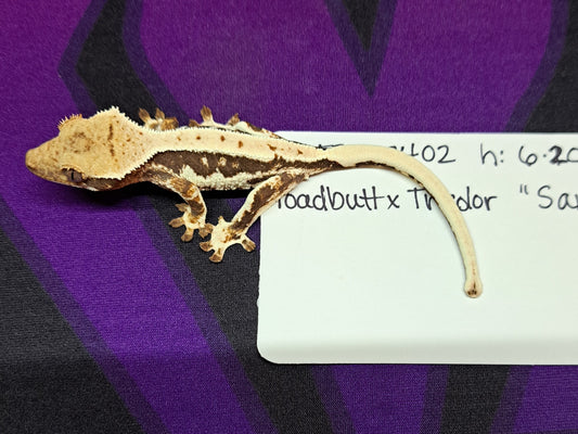 crested gecko "Samus" Lilly white