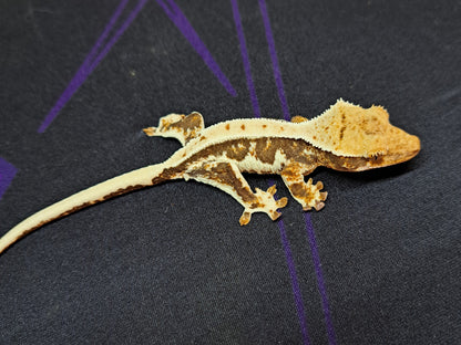 crested gecko "Samus" Lilly white