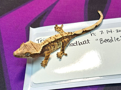 crested gecko "Beedle"