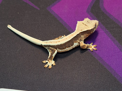 crested gecko "Sephiroth" Lilly white