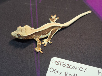 crested gecko "Sephiroth" Lilly white